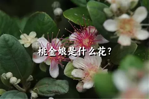 桃金娘是什么花？