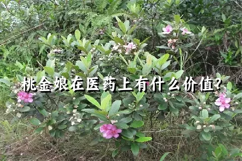 桃金娘在医药上有什么价值？