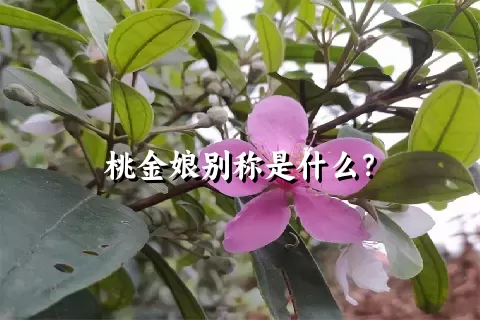 桃金娘别称是什么？