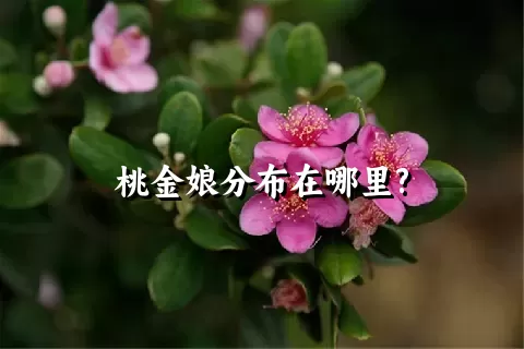 桃金娘分布在哪里?