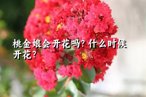 桃金娘会开花吗？什么时候开花？