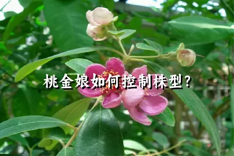 桃金娘如何控制株型？