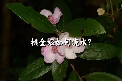 桃金娘如何浇水？