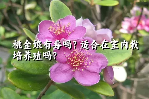 桃金娘有毒吗？适合在室内栽培养殖吗？