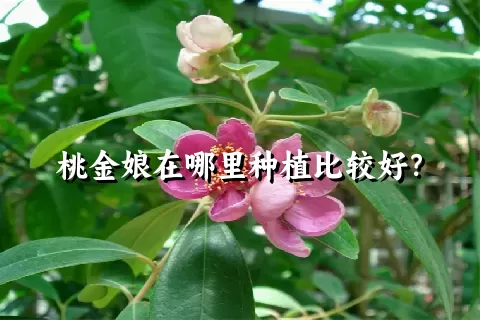 桃金娘在哪里种植比较好？