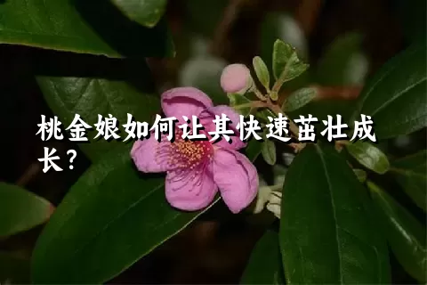 桃金娘如何让其快速茁壮成长？