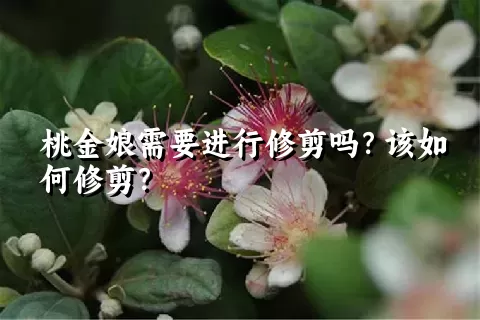 桃金娘需要进行修剪吗？该如何修剪？