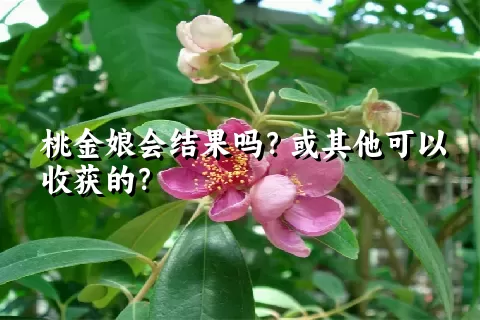 桃金娘会结果吗？或其他可以收获的？