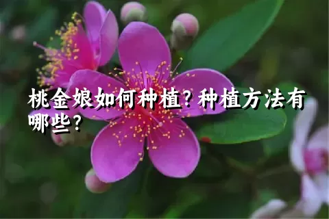 桃金娘如何种植？种植方法有哪些？