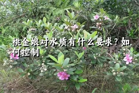 桃金娘对水质有什么要求？如何控制