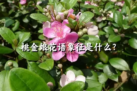 桃金娘花语象征是什么？