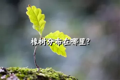 橡树分布在哪里?