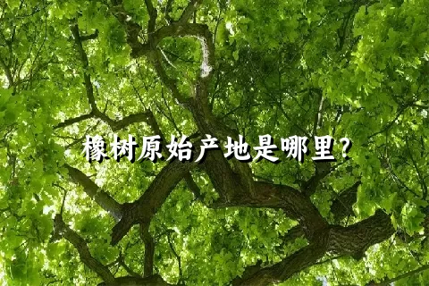 橡树原始产地是哪里？