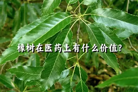 橡树在医药上有什么价值？