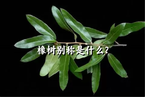 橡树别称是什么？