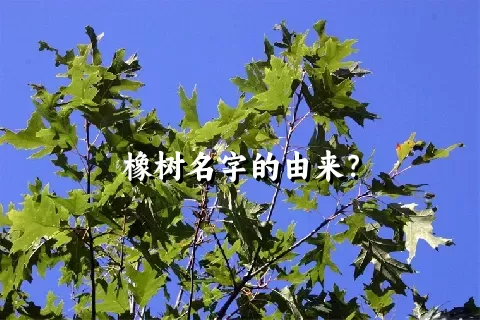 橡树名字的由来？