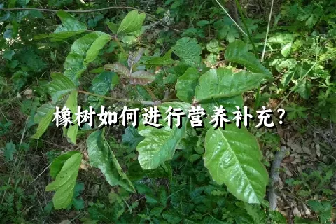 橡树如何进行营养补充？