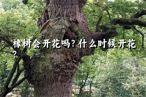 橡树会开花吗？什么时候开花？