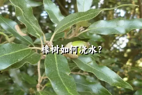 橡树如何浇水？