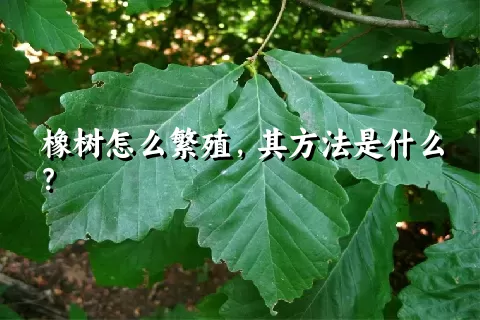 橡树怎么繁殖，其方法是什么？