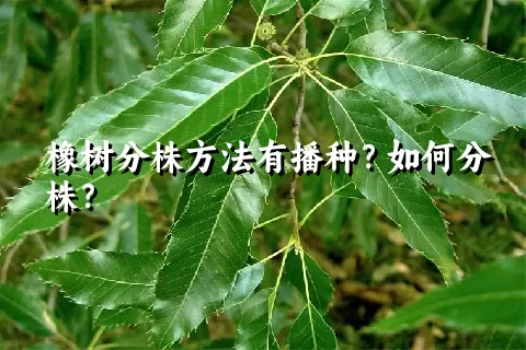 橡树分株方法有播种？如何分株？