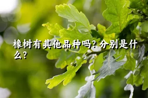 橡树有其他品种吗？分别是什么？