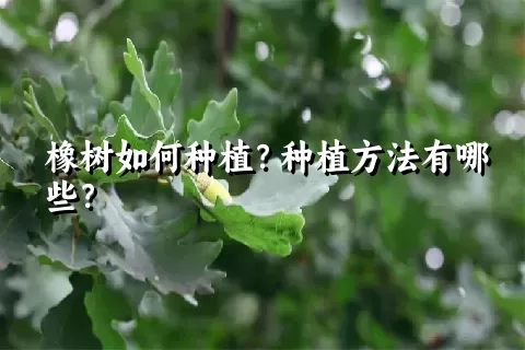 橡树如何种植？种植方法有哪些？