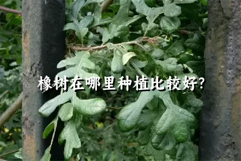 橡树在哪里种植比较好？