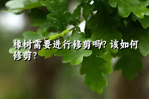 橡树需要进行修剪吗？该如何修剪？