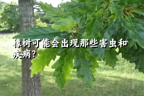 橡树可能会出现那些害虫和疾病？