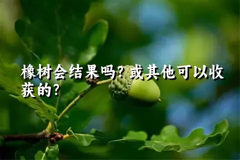 橡树会结果吗？或其他可以收获的？