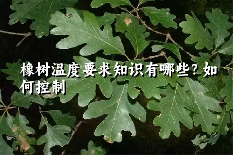 橡树温度要求知识有哪些？如何控制