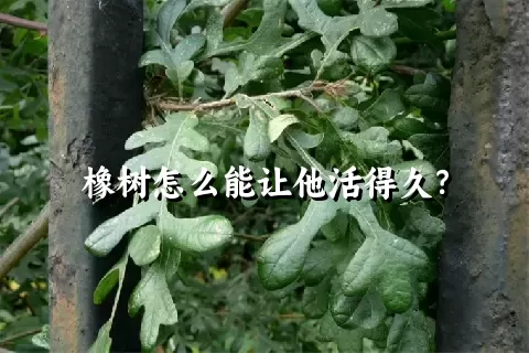 橡树怎么能让他活得久？