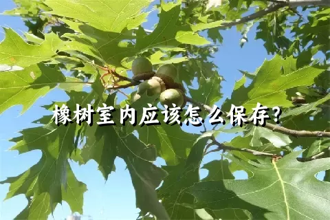 橡树室内应该怎么保存？