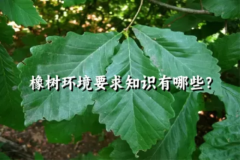 橡树环境要求知识有哪些？