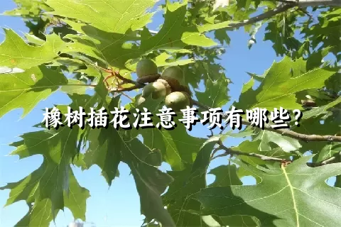 橡树插花注意事项有哪些？