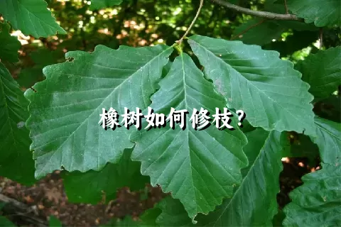 橡树如何修枝？