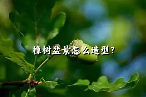 橡树盆景怎么造型？