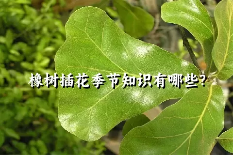 橡树插花季节知识有哪些？