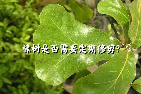 橡树是否需要定期修剪？