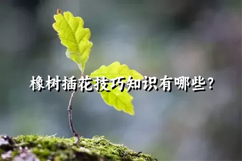 橡树插花技巧知识有哪些？