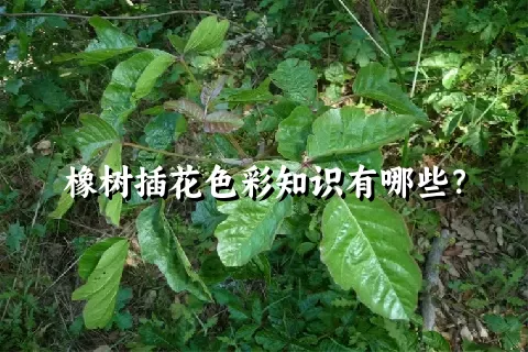 橡树插花色彩知识有哪些？