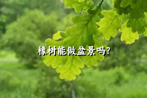 橡树能做盆景吗？