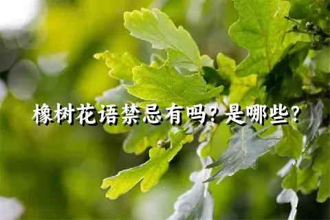 橡树花语禁忌有吗？是哪些？