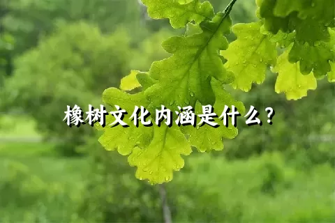 橡树文化内涵是什么？