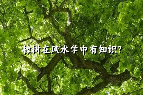 橡树在风水学中有知识？