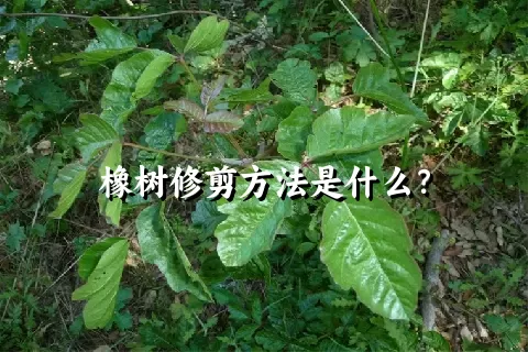 橡树修剪方法是什么？