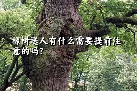 橡树送人有什么需要提前注意的吗？