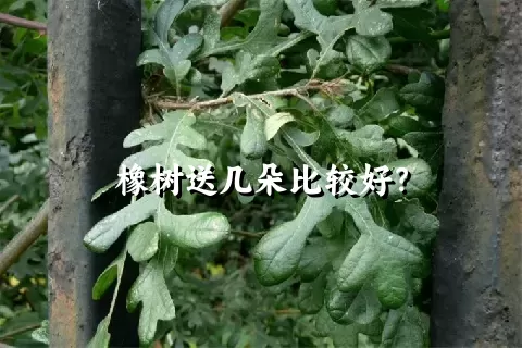 橡树送几朵比较好？