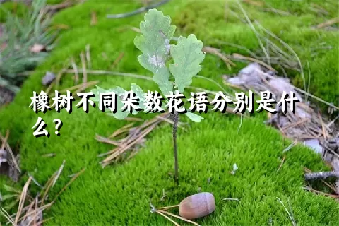 橡树不同朵数花语分别是什么？